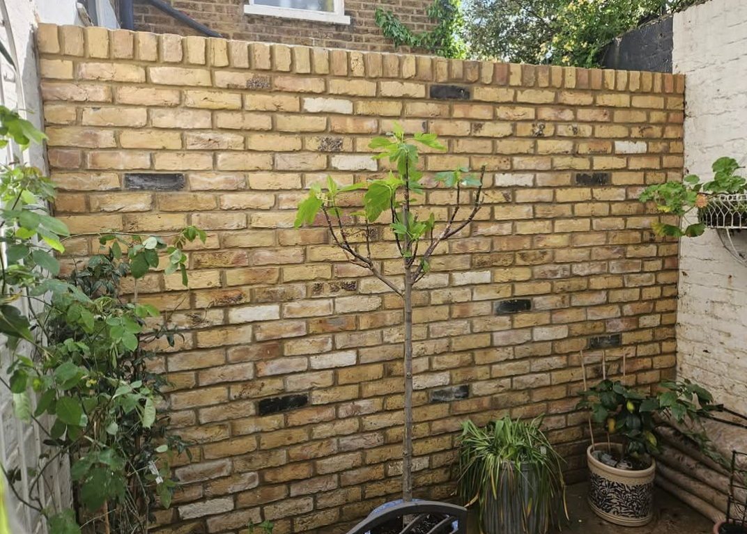 Completed London stock-brick garden wall with brick coping